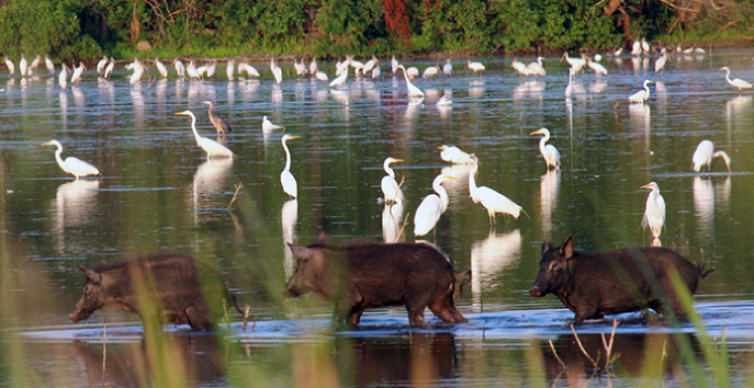 Javelina&Storks@2x